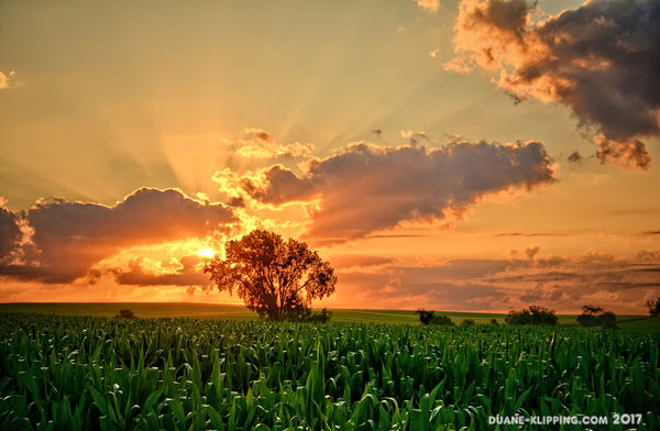 Summer Corn Fields...