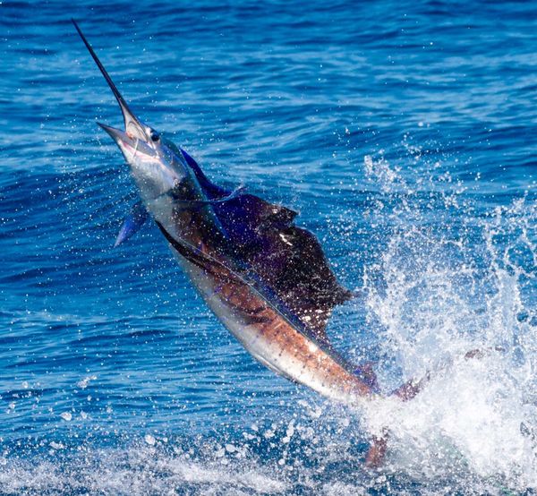 Sailfish, caught & released on fly rod: About 30 NM offshore western ...