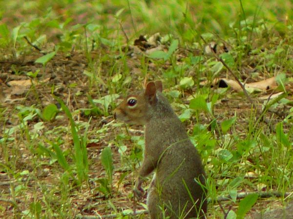 Squirrel in the understory at Star of the West. / ...