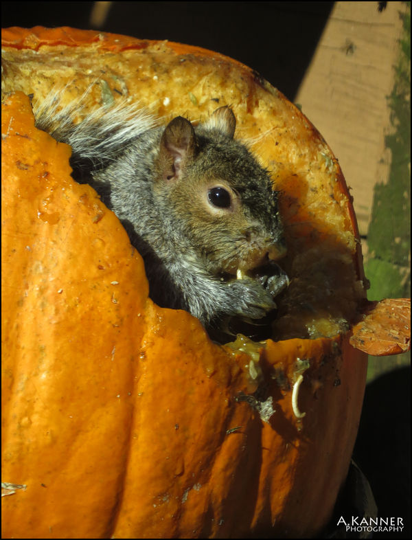 Yummm....  nothing better than pumpkin seeds, to f...