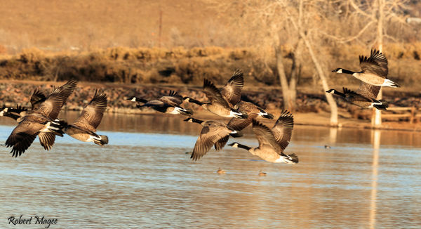Canada Geese on the Fly...