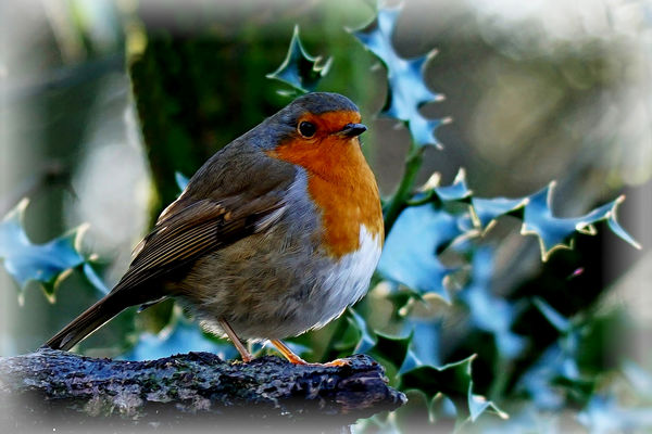 A chilly Robin...