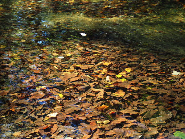 All leaves but white one under water...