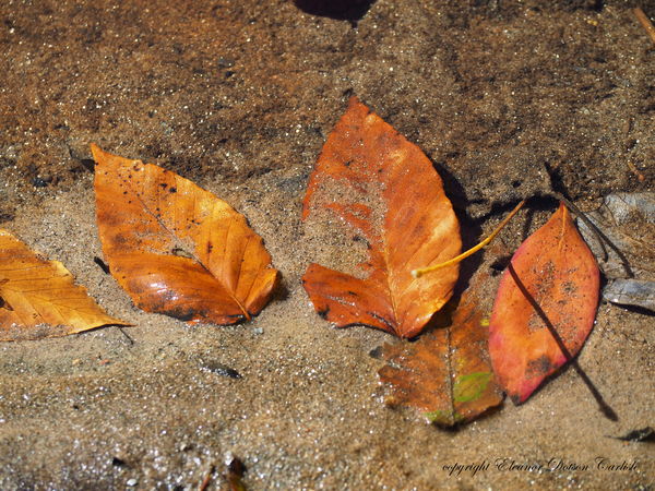 Fall finally fell in the Southern Appalachians...