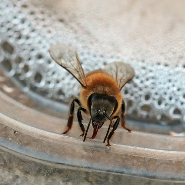 A bee that was lured away from the death trap of t...