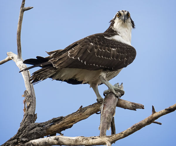 Osprey with lunch: Location, Corn Lake, Grand Junction, CO. The trout ...