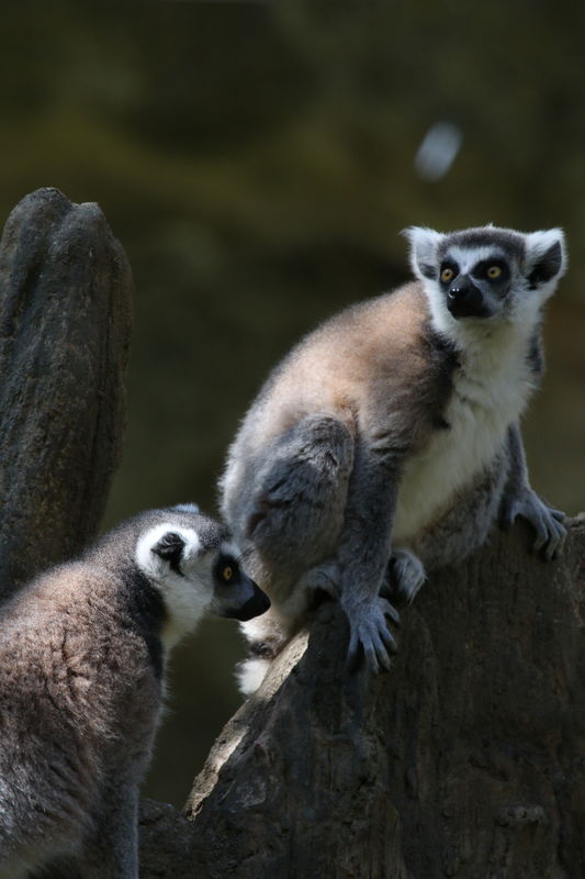 Ring-tailed lemurs at the Woodland Park Zoo in Sea...
