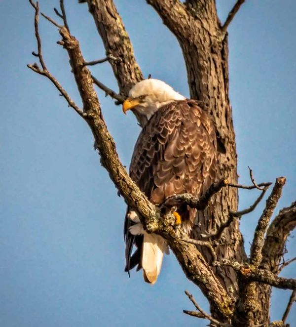 Bald Eagle in Lowell, MI....
