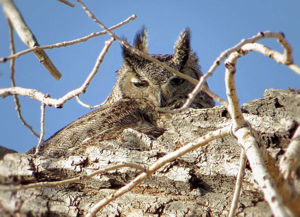 This owl blended in so well in a tall cottonwood t...