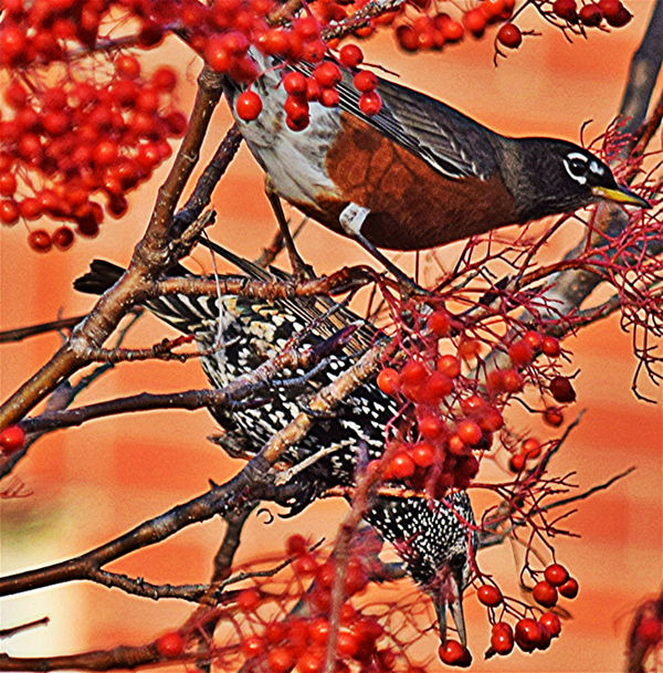 Robin and Starling feeding on berries...