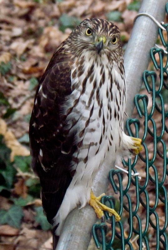 Red Tail Hawk"What You Looking At?"...