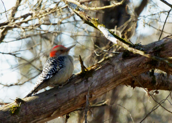Red-bellied woodpecker...