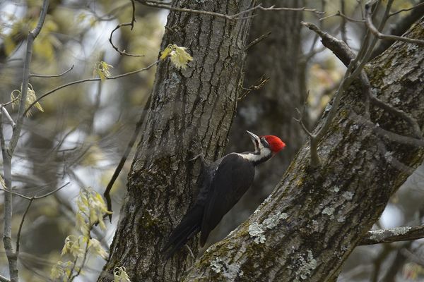 Pileated  Woodpecker...
