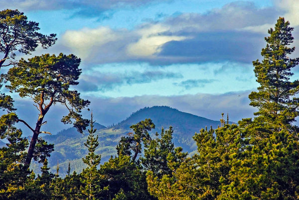 The hills near Bandon, Oregon...