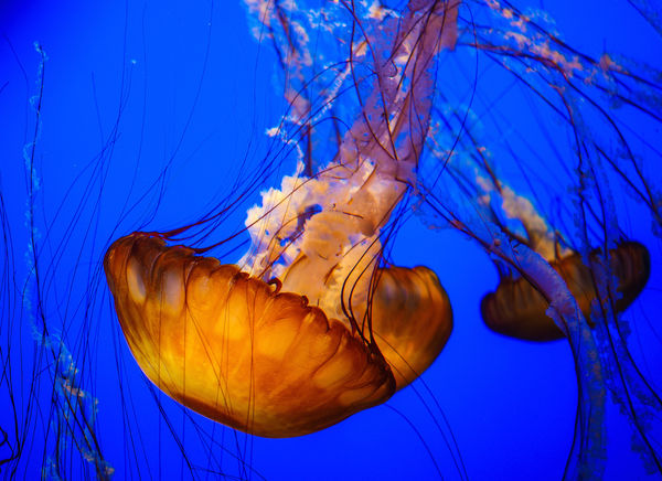 Majstic jellyfish at Monterrey Bay Aquarium, CA...