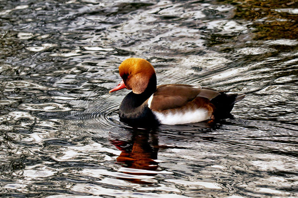 A few photos of the birds in Martin mere near Burscough near Southport ...