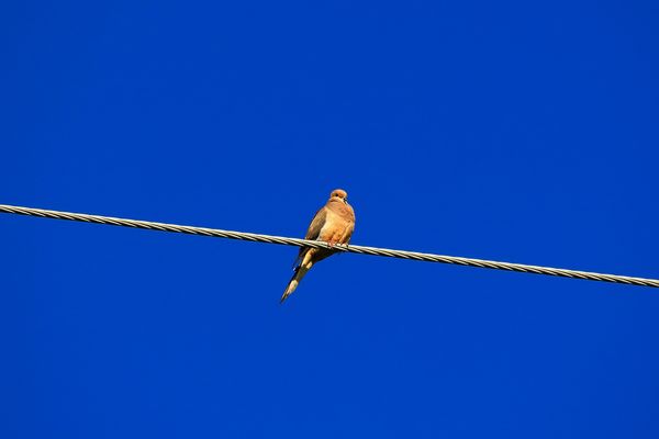 Lonesome Dove...