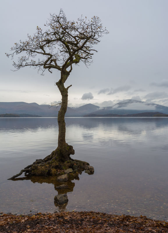 November 2017  - Loch Lomond + Tree by R.G....