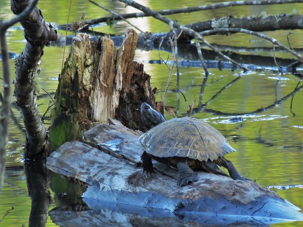 one of the many turtles at the bird sanctuary...