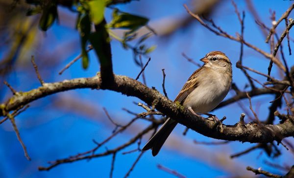 chipping sparrow...