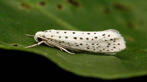 American ermine moth...