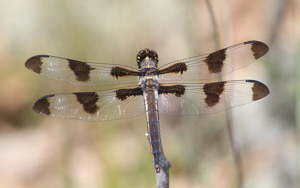 Twelve-spotted skimmer (young male)...