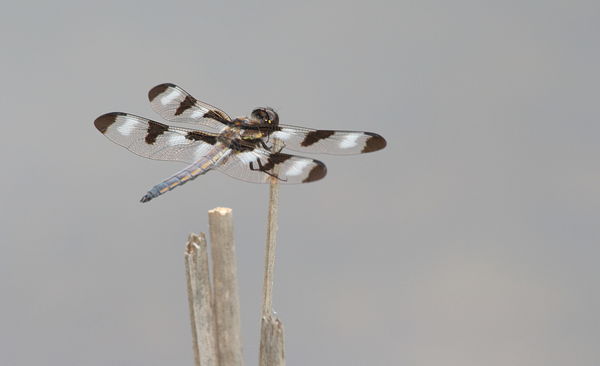 Twelve-spotted skimmer (mature male)...