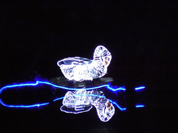 Illuminated Swan and its reflection....