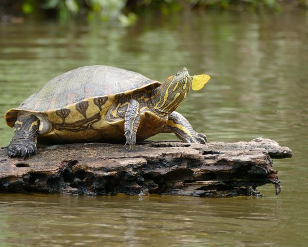 Turtle Love...