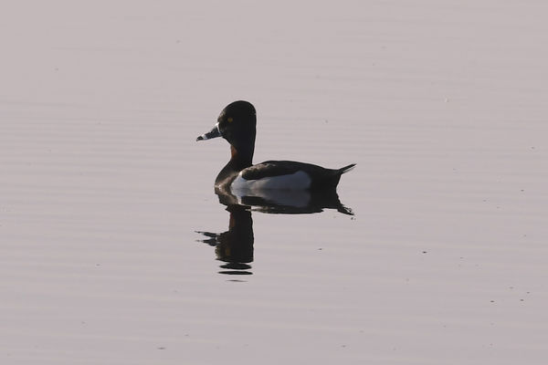 Ring Necked Duck...
