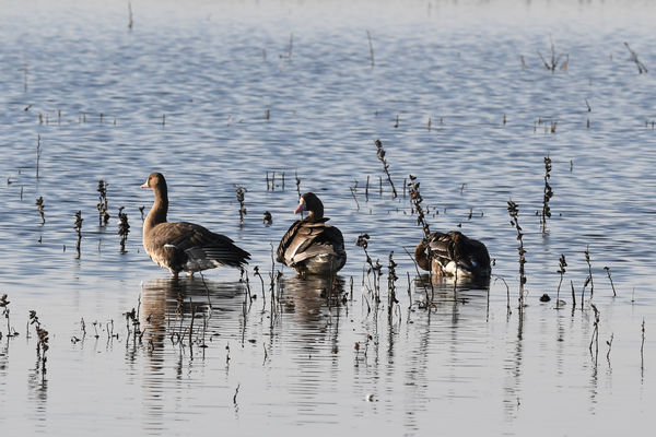 White Fronted Geese...
