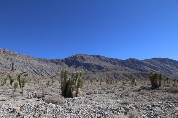 Cactus plants only grow at 4000 feet above sea lev...