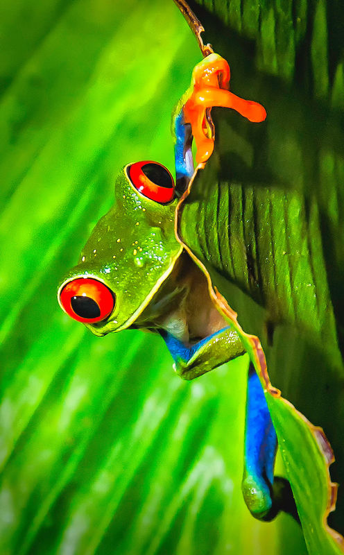 Red eye tree frog...