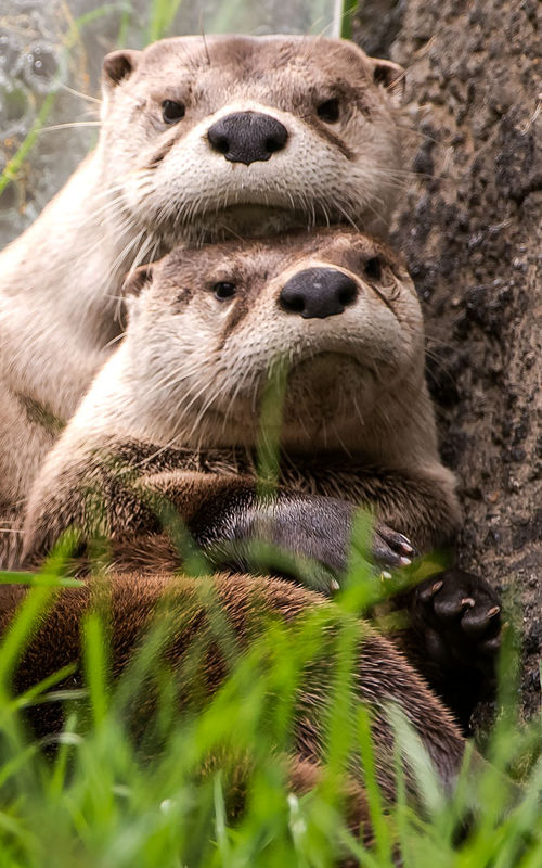 Two River Otters together...