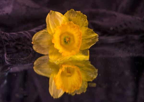 Still life - dying daffodil on a mirror...