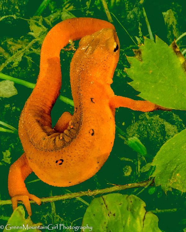 Eastern Red Newt...