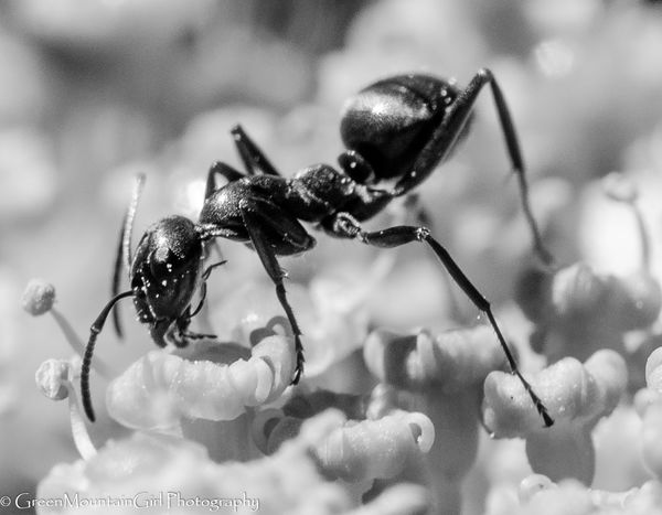 Pollinators Series - Ants...