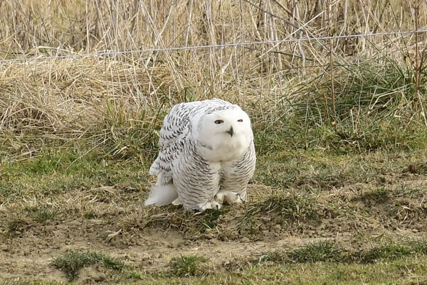 Snowy owl...