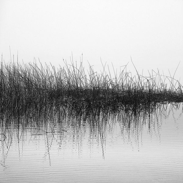Water / Reeds...