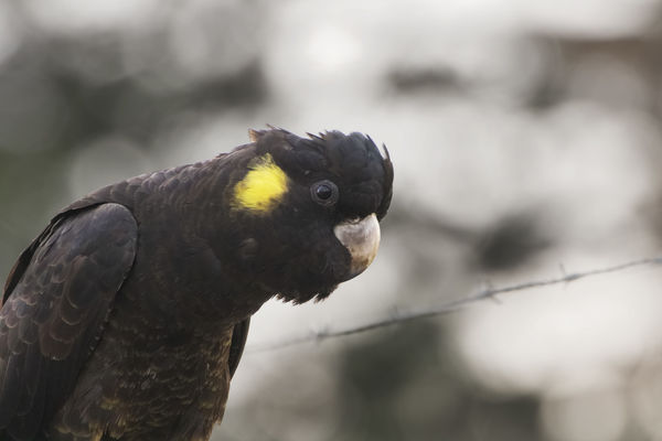 Yellow tailed black cockatoo...