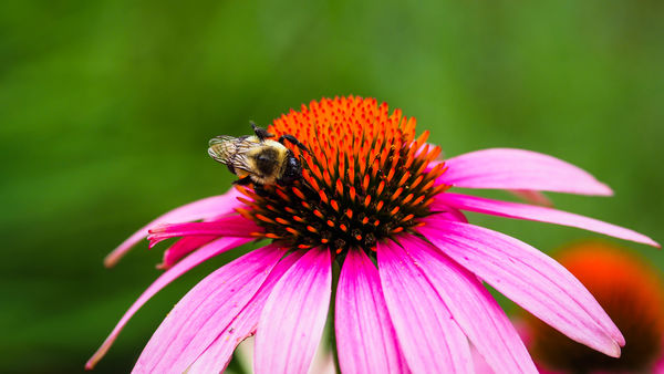 Visitor on Cone Flower...