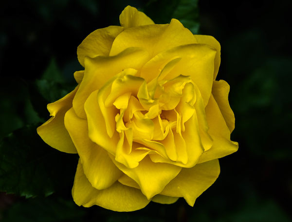 The yellow rose of Montrose...