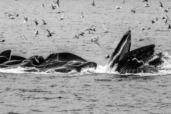 Humpback Whales lunge feeding...