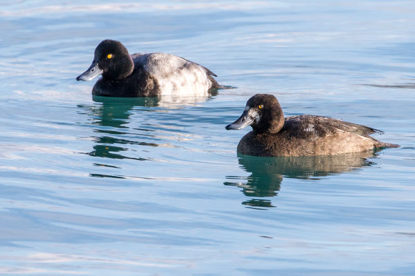 Greater Scaup...
