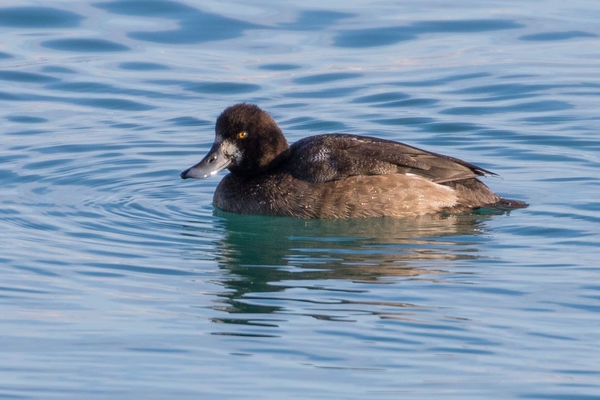 Greater Scaup...