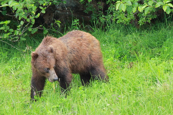 Alaskan Brown Bear...