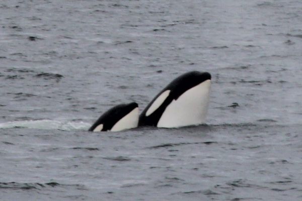 Mommy and baby Orca Spy Hopping...