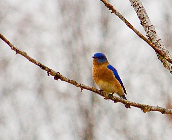 Jan. 22nd hike -spied this beautiful Blue bird !!...
