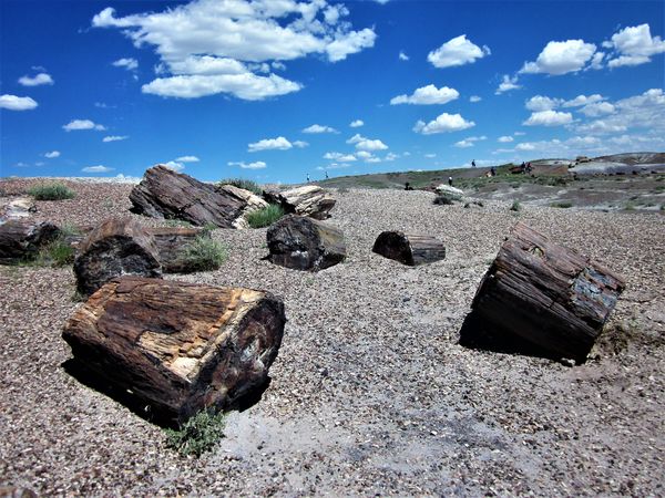 Petrified Forest logs...