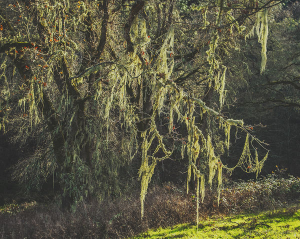 moss covered tree on Santa Domingo creek...